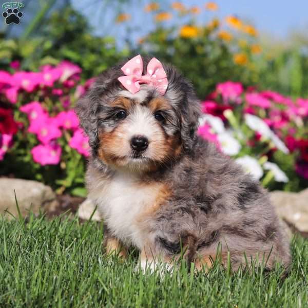 Flora, Mini Bernedoodle Puppy